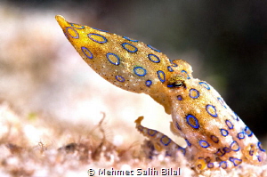 Blue ringed Octopus. by Mehmet Salih Bilal 